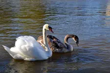 Schwäne und Enten_0003.webp