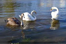 Schwäne und Enten_0004.webp