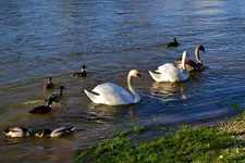 Schwäne und Enten_0005.webp