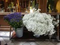CIMG4451.webp