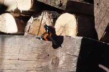 DSCF8630.webp