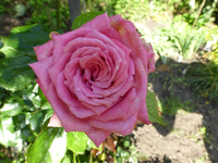 P1220460.webp