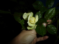 P1220437.webp