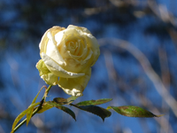 P1220583.webp