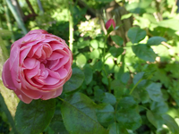 P1220523.webp