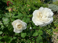 P1220560.webp