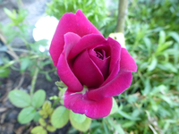 P1220564.webp