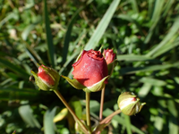 P1220616.webp
