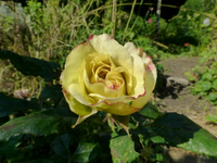P1220547.webp