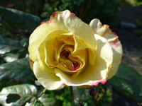 P1220618.webp