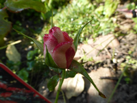 P1220457.webp