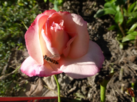 P1220588.webp