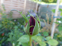 P1220647.webp