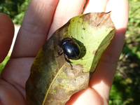 P1220600.webp