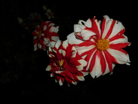 P1220670.webp