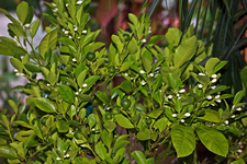 Orangenbäumchen Blüten_weiss_grüne Früchte2_700.webp
