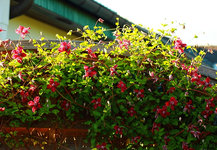 Purpurea Plea Elegans_pink_purple_2_13062014_640.webp