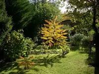 20.10.2012 Garten u. Balkon 006.webp