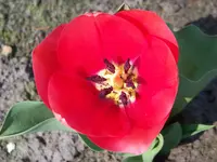 rote tulpe.webp