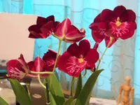 schmetterlings- Orchidee.webp