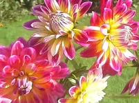 20141017_131006.webp