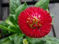DSC00655.webp