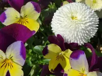 DSC01156.webp