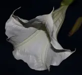 whitiitiii.webp