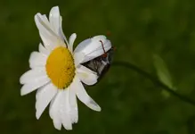 meins.webp