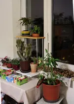 rekord_paprika.webp