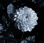 flower_structure_grace_p.webp