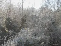 grasp_of_frost_p.webp
