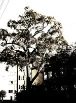 city_tree_2_p.webp
