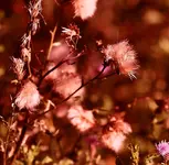 fading_p.webp