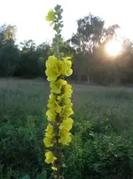 DSCN1707.webp