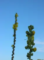 DSCN1712.webp