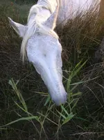 DSCN1976.webp