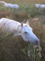 DSCN1979.webp