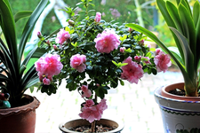 Azalee_rosa_Blüten_700.webp