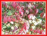016.webp