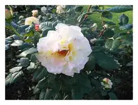 088.webp