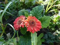P1220518.webp
