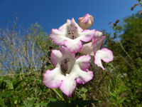 P1220525.webp