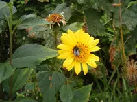 Besuch ist da.webp