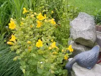 Ente mit Gauklerblume 20.6.2013.webp