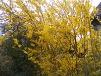 Forsythie 24.3.2014.webp