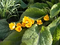 Gelbe Krokusse in den Fingerhüten 23.2.2014.webp