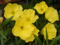 Nachtkerze 24.6.2013.webp