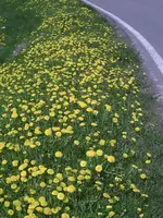 PIC00556.webp