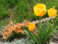 Tulpen 3.5.2013.webp